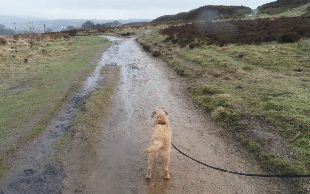 B***er the Brontes..